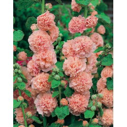 Malwa - Peaches and Dreams - GIGA paczka! - 50 szt.