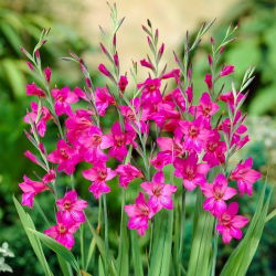 Mieczyk bizantyjski - Gladiolus Byzantinus - GIGA paczka! - 500 szt.