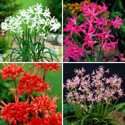 Nerine - zestaw 4 odmian kwiatów cebulowych