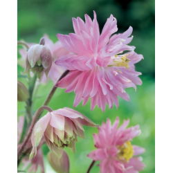 Orlik pełny różowy - Pink Barlow - GIGA paczka! - 50 szt.