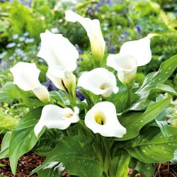 Calla biała - White - duża paczka! - 10 szt.