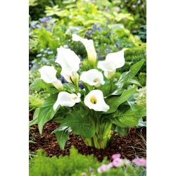 Calla biała - White - duża paczka! - 10 szt.