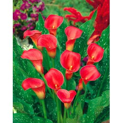 Calla czerwona - Red - GIGA paczka! - 50 szt.