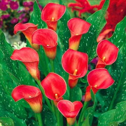 Calla czerwona - Red - GIGA paczka! - 50 szt.