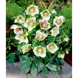 Ciemiernik - Bollene - GIGA paczka! - 50 szt.