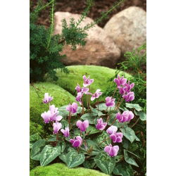 Cyklamen bluszczolistny - GIGA paczka! - 50 szt.