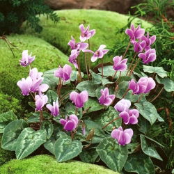 Cyklamen bluszczolistny - GIGA paczka! - 50 szt.