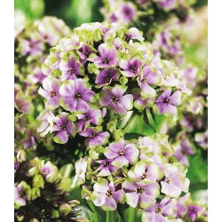 Floks (Phlox) - Płomyk wiechowaty - Sherbet Blend - GIGA paczka! - 50 szt.