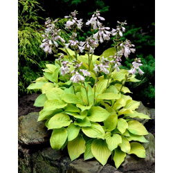 Funkia - Hosta August Moon - duża paczka! - 10 szt.