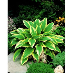 Funkia - Hosta Aureomarginata - duża paczka! - 10 szt.