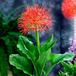 Krasnokwiat Katarzyny - duża paczka! - 10 szt.