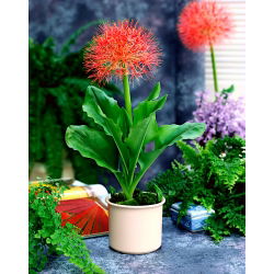 Krasnokwiat Katarzyny - duża paczka! - 10 szt.