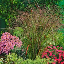 Proso rózgowate - Rotstrahlbusch - GIGA paczka! - 50 szt.