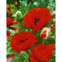 Mak wschodni - Papaver orientale - GIGA paczka! - 50 szt.