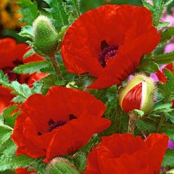 Mak wschodni - Papaver orientale - GIGA paczka! - 50 szt.