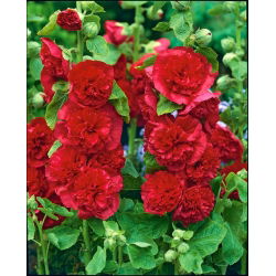 Malwa czerwona - Red - GIGA paczka! - 50 szt.