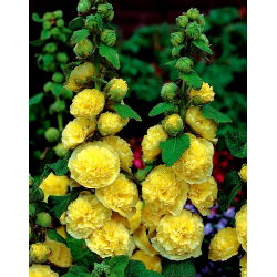 Malwa żółta - Yellow - duża paczka! - 10 szt.