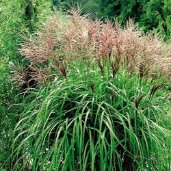 Miskant chiński - Ferner Osten - GIGA paczka! - 50 szt.