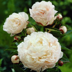 Piwonia, Paeonia - Shirley Temple - sadzonka - GIGA paczka! - 50 szt.