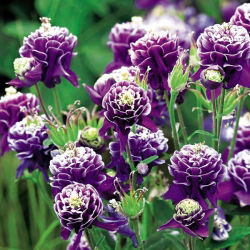 Orlik pełny - Double Dark Blue & White - duża paczka! - 10 szt.