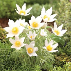 Sasanka - Biała - sadzonka - GIGA paczka! - 50 szt.