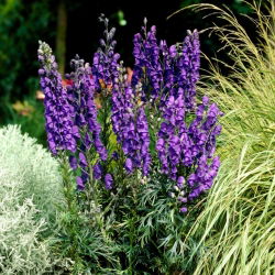 Tojad niebieski - Aconitum - sadzonka - duża paczka! - 10 szt.