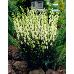 Tojad biały - Aconitum Album - sadzonka - duża paczka! - 10 szt.
