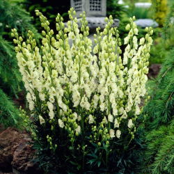 Tojad biały - Aconitum Album - sadzonka - duża paczka! - 10 szt.