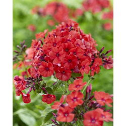 Floks (Phlox) - Płomyk wiechowaty - Orange Perfection - duża paczka! - 10 szt.