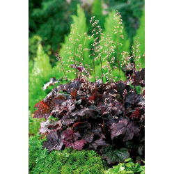 Żurawka - Purple Palace - GIGA paczka! - 50 szt.