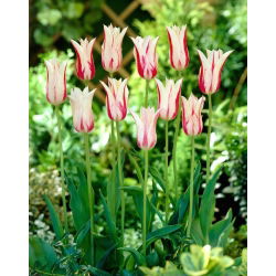 Tulipan Marilyn - 5 cebulek