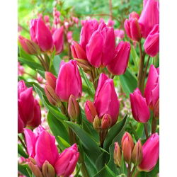 Tulipan Happy Family - 5 cebulek