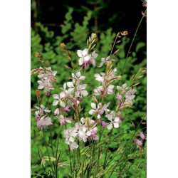 Gaura - Gaura lindheimeri - 30 nasion