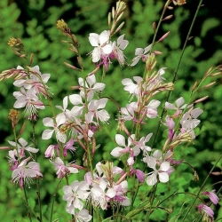 Gaura - Gaura lindheimeri - 30 nasion