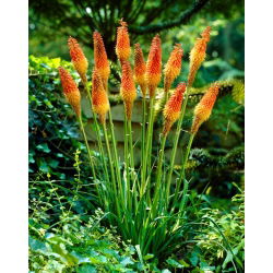 Kniphofia Uvaria - sadzonka - duża paczka! - 10 szt.