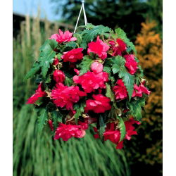 Begonia zwisająca, kaskadowa - różowa - 2 bulwy