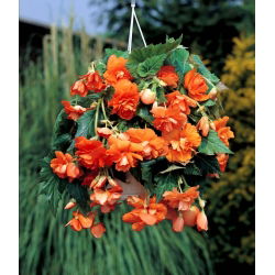 Begonia zwisająca, kaskadowa - pomarańczowa - 2 bulwy