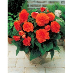 Begonia strzępiasta Fimbriata - pomarańczowa - 2 bulwy