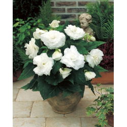 Begonia podwójna (pełna) - biała - 2 bulwy