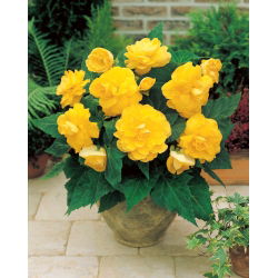 Begonia podwójna (pełna) - żółta - 2 bulwy