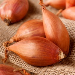 Cebula dymka - szalotka - 10 kg