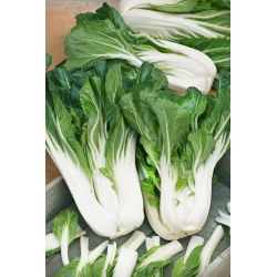 Kapusta chińska Pak-Choi  