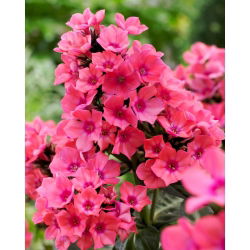 Floks (Phlox) - Płomyk wiechowaty - Windsor - duża paczka! - 10 szt.