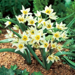 Tulipan Turkestanica - duża paczka! - 50 szt.