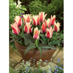 Tulipan Turkish Delight - opak. 5 szt.