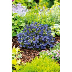 Lobelia przylądkowa niebieska - Stroiczka - 6400 nasion