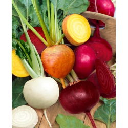 Mieszanka kolorowych odmian buraka ćwikłowego – nasiona otoczkowane - 100 nasion