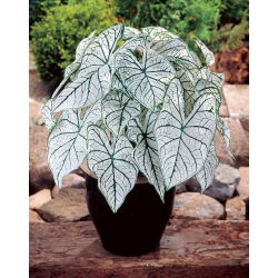 Kaladium - Candidum - biały