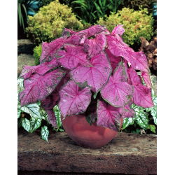 Kaladium - Fannie munson - fioletowy