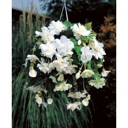 Begonia zwisająca, kaskadowa - biała - 2 bulwy